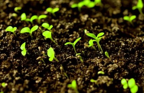 How Long Does Lettuce Take To Germinate From The Seed