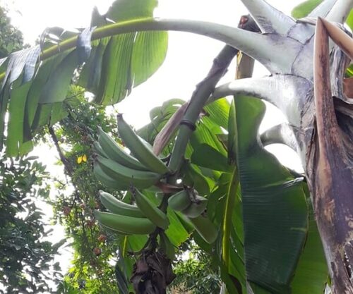 How Much Water Does A Banana Plant Need