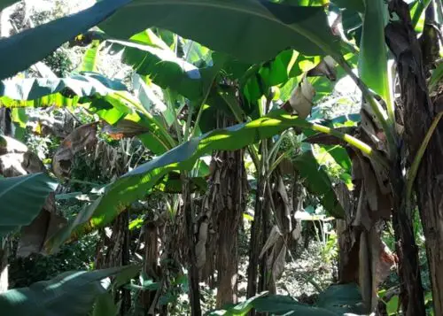 How Much Water Does A Banana Plant Need