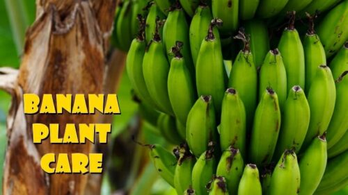 How To Care For Banana Plants
