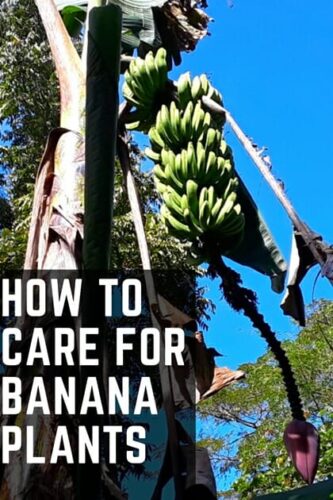 How To Care For Banana Plants 