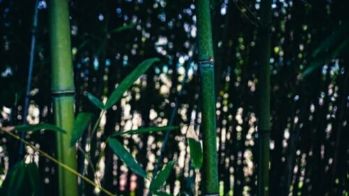 How To Grow Bamboo Trees The Right Way in The Yard