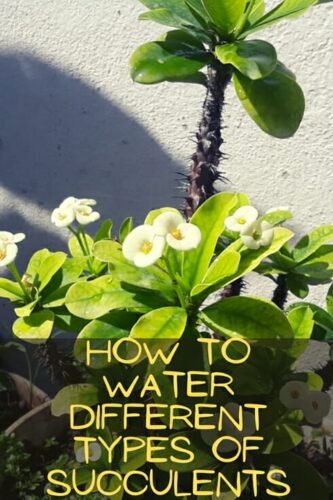 How To Water Different Types Of Succulents