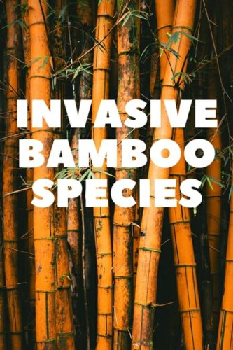 Invasive Bamboo Species