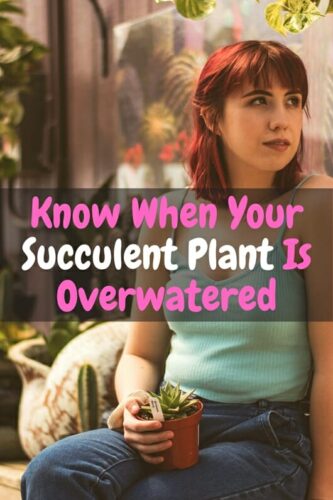 Know When Your Succulent Plant Is Overwatered