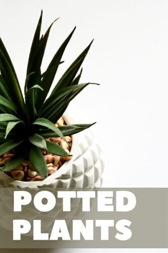 Do Potted Plants Need Their Soil Changed