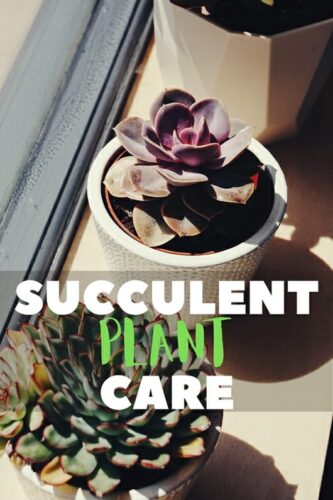 How To Know When A Succulent Plant Is Overwatered?