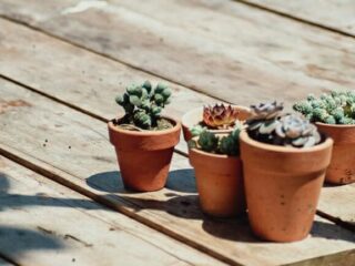 How To Know When Your Succulent Plant Is Overwatered?