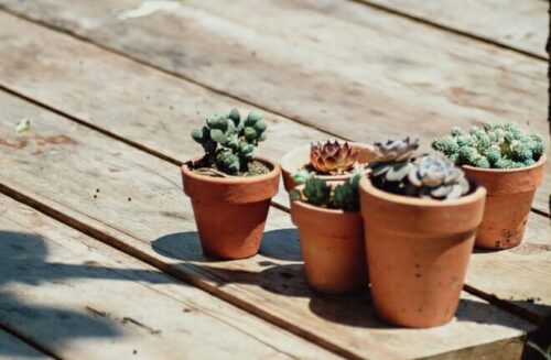 How To Know When Your Succulent Plant Is Overwatered?