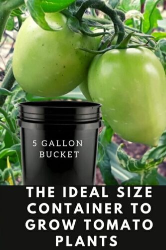 The Ideal Size Container To Grow Tomato Plants 