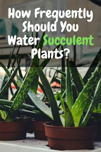 How Frequently Should You Water Succulent Plants?