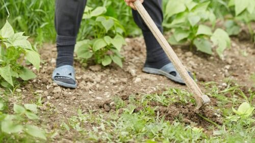 Here' How To Get Rid Of Unwanted Weeds In The Garden