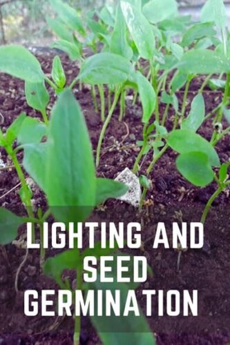 How Does Light Affect Seed Germination 