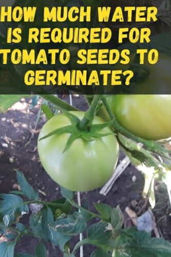 Dirtgreen.com - Everything Around The YardHow Long Tomato Seed Takes To Germinate