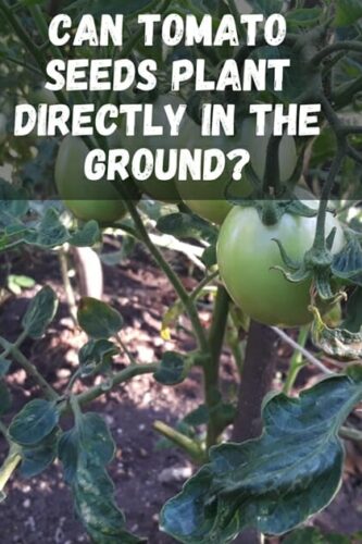 Dirtgreen.com - Everything Around The YardHow Long Tomato Seed Takes To Germinate
