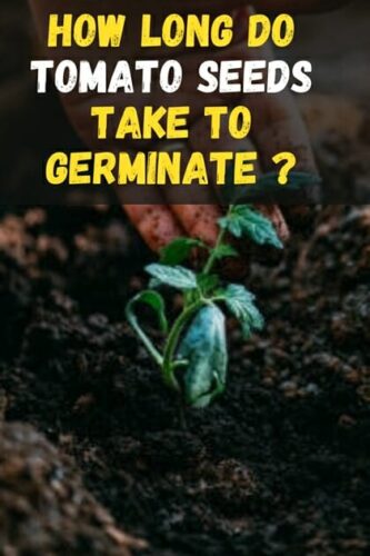 How Long Tomato Seed Takes To Germinate