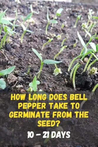 How Long Does Bell Pepper Seeds Take To Germinate