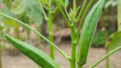 How Long Okra Seed Take To Germinate
