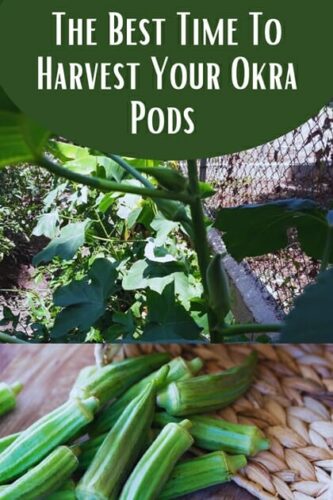 The Best Time To Harvest Your Okra Pods 