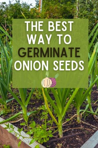 How Long Does it Take To Germinate Onion Seeds?