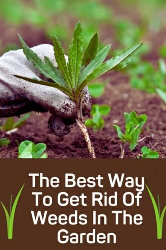  Get Rid Of Unwanted Weeds In The Garden