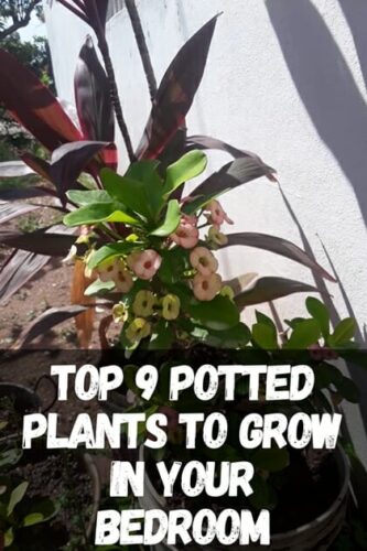 Top 9 Potted Plants To Grow in Your Bedroom
