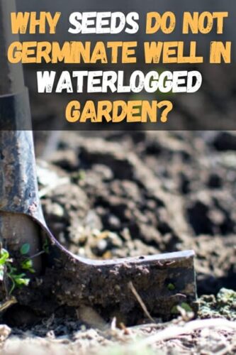 Why Seeds Do Not Germinate Well In Waterlogged Garden