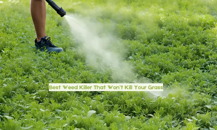 Best Weed Killer That Won’t Kill Your Grass