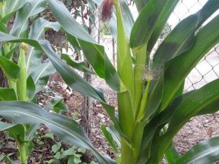 Easy Tips On How To Grow Sweet Corn In The Garden