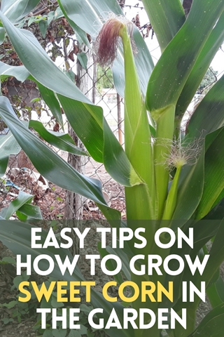 Easy Tips On How To Grow Sweet Corn In The Garden