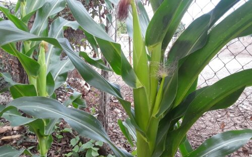 Easy Tips On How To Grow Sweet Corn In The Garden