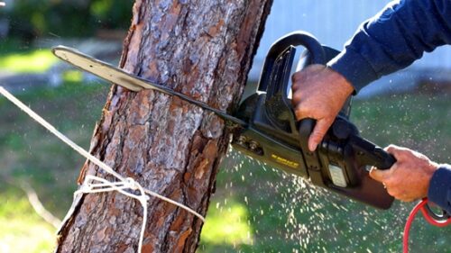 How Much Does it Cost to Remove a Tree From The Yard?