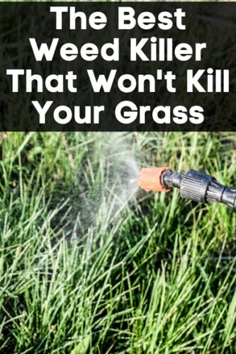 The Best Weed Killer That Won't Kill Your Grass