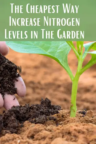 The Cheapest Way Increase Nitrogen Levels in The Garden