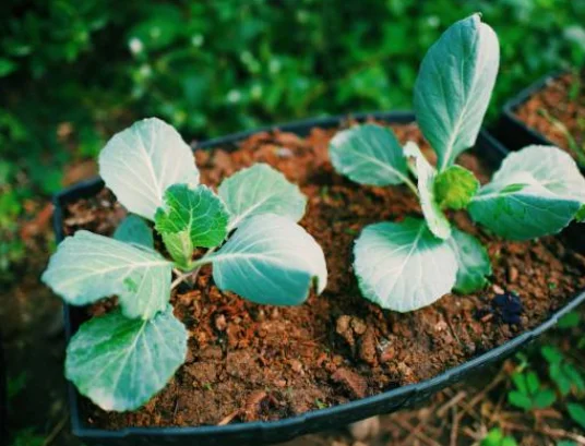 Vegetables To Grow In A Container