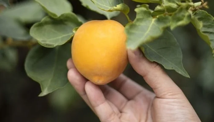 fastest fruit trees to grow