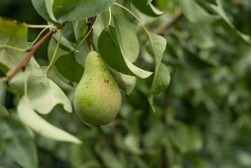 Dirtgreen.com - Everything Around The YardTop 5 Fastest Fruit Trees To Grow And Harvest