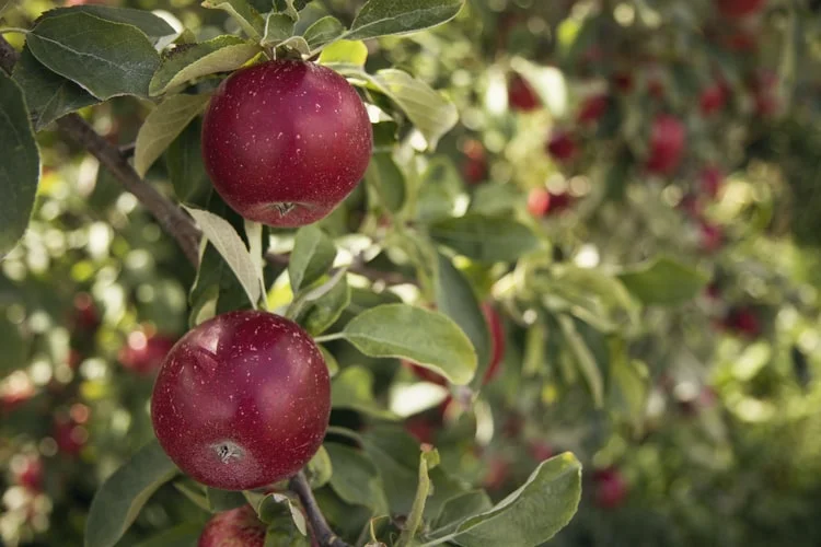 fastest fruit trees to grow