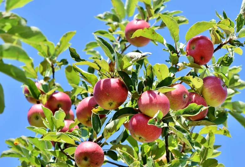 Dirtgreen.com - Everything Around The YardThe Best Low Maintenance Fruit Trees To Grow