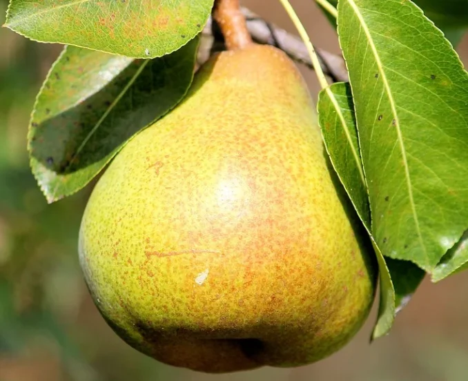 Dirtgreen.com - Everything Around The YardThe Best Low Maintenance Fruit Trees To Grow