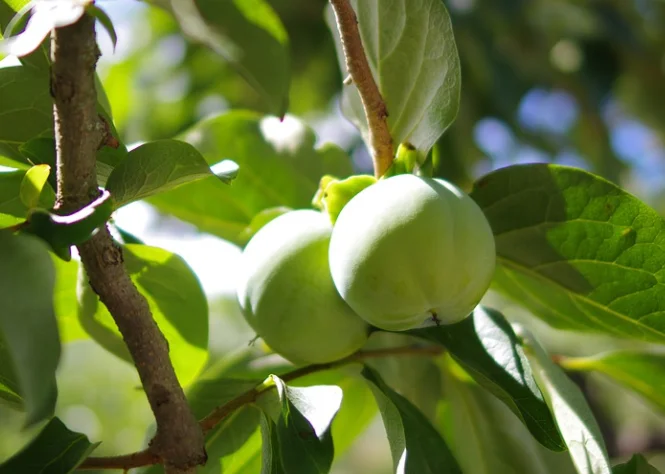 Dirtgreen.com - Everything Around The YardThe Best Low Maintenance Fruit Trees To Grow