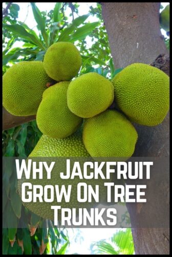 Why Jackfruit Grow On Tree Trunks 