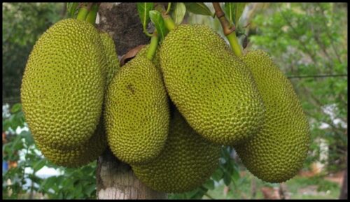 Why Jackfruit Grow On Tree Trunks