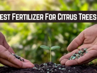 Best Fertilizer For Citrus Trees