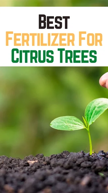 Best Fertilizer For Citrus Trees