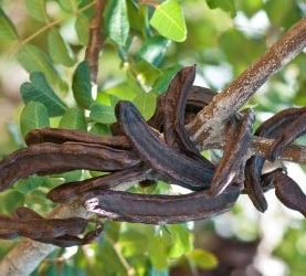 Carob fruit