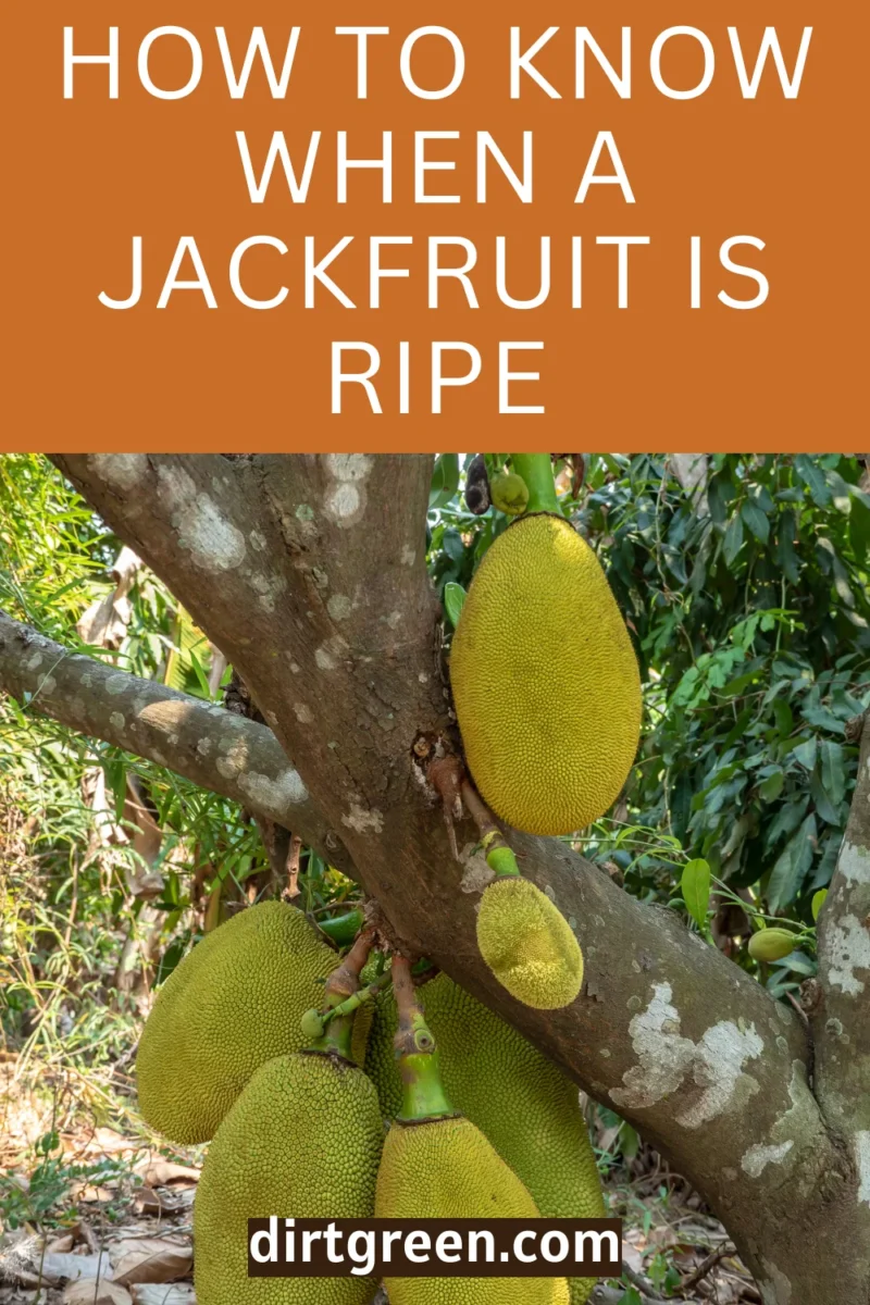 Dirtgreen.com - Everything Around The YardHow To Know When A Jackfruit Is Ripe