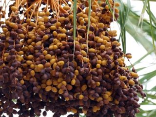 Fruits That Start With D