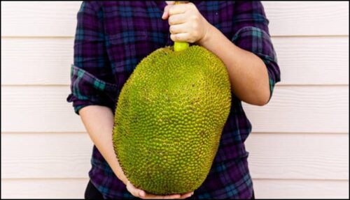 Here How To Know When A Jackfruit Is Ripe And Redy To Eat