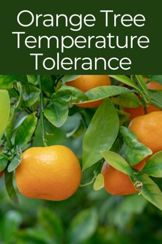 Orange Tree Temperature Tolerance